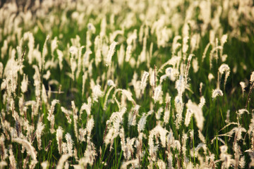 white reeds grass with sunset light background.