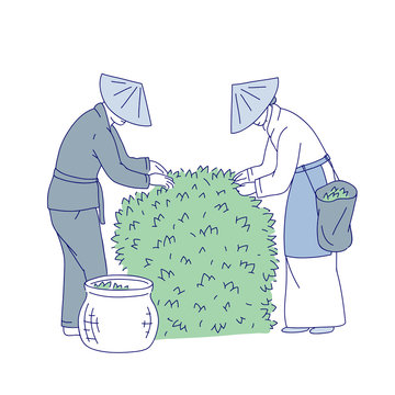 tea pickers harvesting green tea bush clip art preview