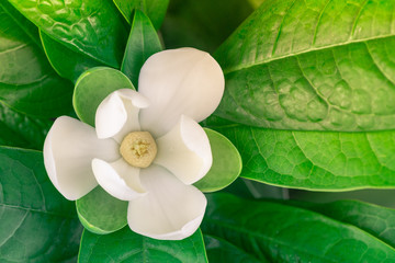 White magnolia flower blooming and green leaf on tree.