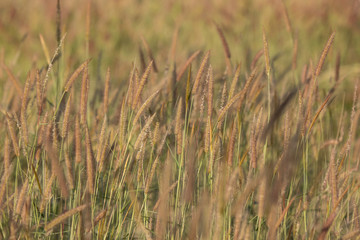 Yellow grass flower