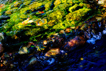 abstract bright background of colorful fish floating in water