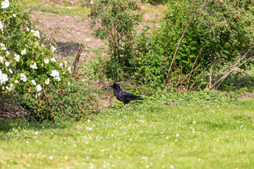 Crow on grass field