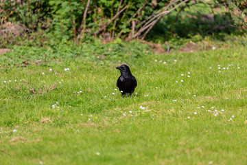 Crow on grass field