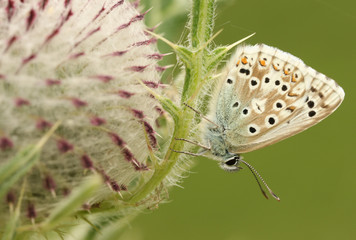 A Chalk Hill Blue Butterfly (Polyommatus coridon) perched on a thistle.