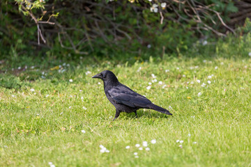 Crow on grass field
