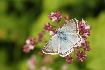 A beautiful Chalk Hill Blue Butterfly (Polyommatus coridon) nectaring on a  flower.