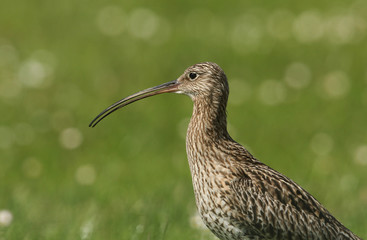 A head shot of a stunning calling Curlew (Numenius arquata).	