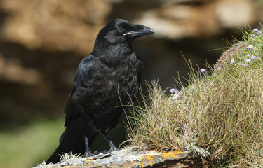 A beautiful young Raven (Corvus corax) perched on the clifftop on Orkney, Scotland.
