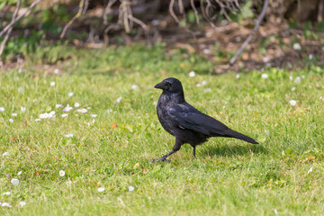 Crow on grass field