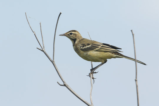 A cute young Yellow Wagtail (Motacilla flava) perched on a twig.