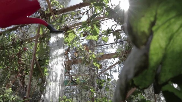 watering the perma culture garden during a sunny day