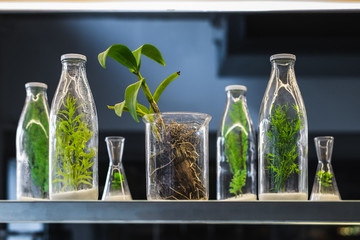 Green plant in glass bottles