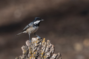 Büyük baştankara » Great Tit » Parus major