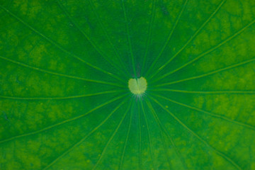 Fototapeta na wymiar Lotus leaf green background