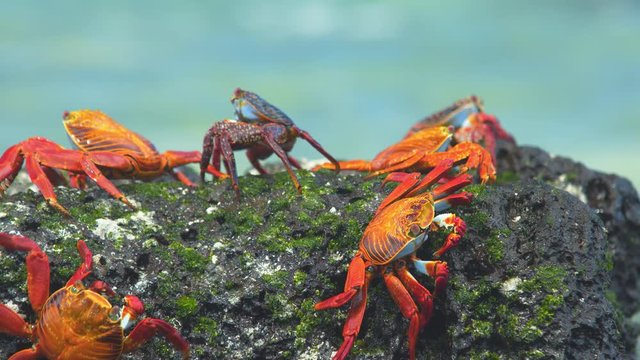 Galapagos crabs on the beach