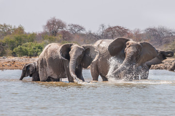 Elephants splashing  in water at Etosha National park