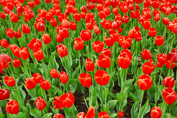 Fototapeta na wymiar Beautiful red flower tulips lit by sunlight. Soft selective focus. Close up. Background of spring flower tulips