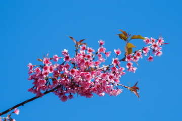 Wild Himalayan Cherry.