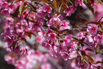 Wild Himalayan Cherry.