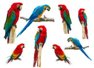 Macaw parrot isolated on white background