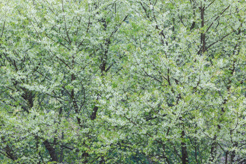 Wild Himalayan Cherry.