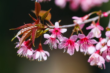 Wild Himalayan Cherry.