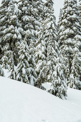 snow covered pine tree forest behind thick layer of snow on a cold foggy winter day