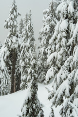 snow covered pine tree forest behind thick layer of snow on a cold foggy winter day
