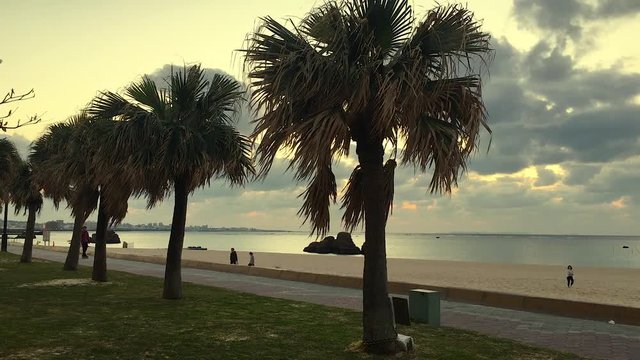 Araha Beach Okinawa Japan at Dusk with Skater Riding Past, Palm Trees in Foreground