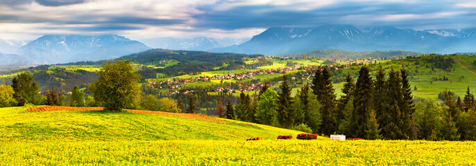 Green dandelion spring meadow on hills