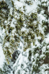 close up of dense green pine tree branches covered in heavy snow in the forest 