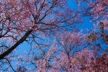 Wild Himalayan Cherry.