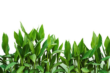 Naklejka premium Tropic leaves