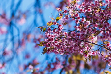 Wild Himalayan Cherry.