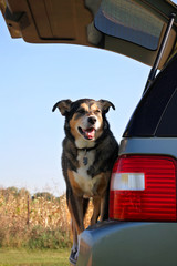 Happy Dog Waiting in Family Car to go on a Ride.