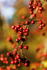 Fototapeta na wymiar Red choke berries hanging from branch.