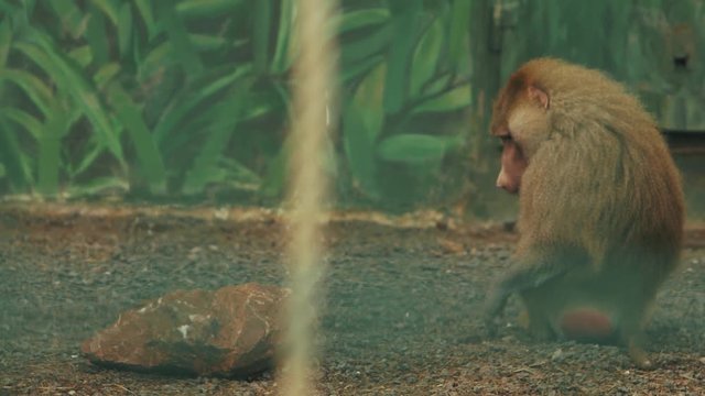 the baboon goes and then sits on the ground.monkey at the zoo (papio cynocephalus)