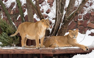 The pair of lions. The lion is a species of predatory mammals, one of the four representatives of the genus Panthers. The lion is the second largest of the living large cats, second only to the tiger.