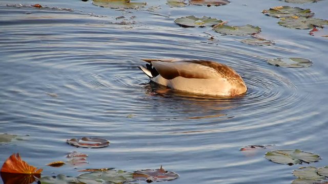 4K Closeup Of Duck (Mallard) Looking For Food Then Another Duck Enters Frame With Water And Fall Leaves