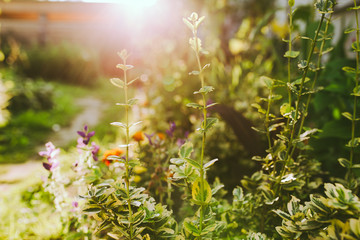 Flowers grow in the garden sun beams sunset