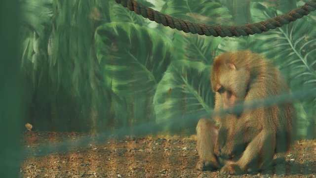 male baboon sitting and touching his penis (papio cynocephalus)