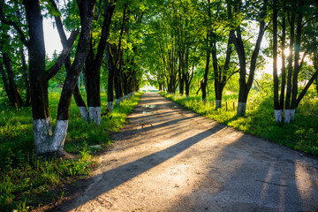 Fototapeta premium Beautiful maple alley in summer at sunset, long shadows