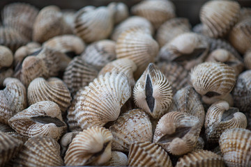 Close-up cockles clams for sale at seafood market.