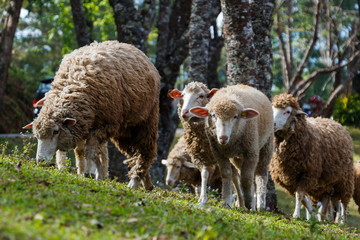 Sheep , farm animal.