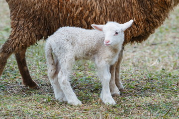 Naklejka premium Sheep , farm animal.