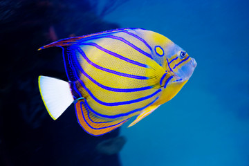 Angel fish. This is a majestic beauty, preferring to stay in the shade. Distributed in most of the...