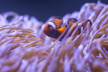 Naklejka na ściany i meble ocellaris clownfish, clown anemonefish, clownfish, false percula clownfish