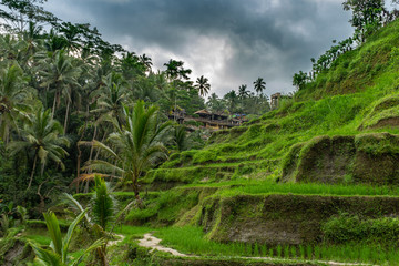Fototapeta na wymiar Bali Reis