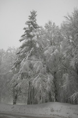 Tipico paesaggio invernale con gli abeti innevati nel monte Amiata, Toscana