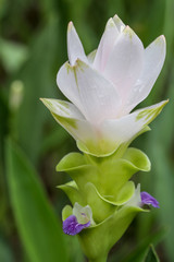 Obraz premium Pale Pink Color of Ginger flower close up with background and water drops on petals